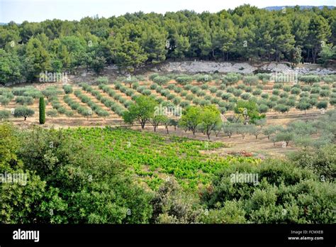 Paysage provençal avec des oliviers et des cyprès
