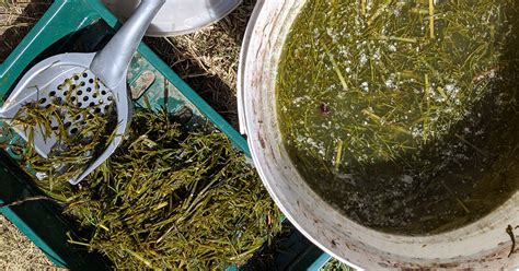 Purin de prêle dans un bidon avec des herbes de prêle