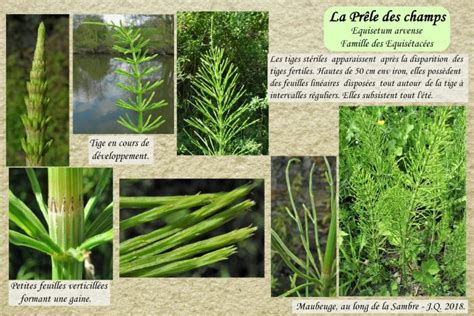 Illustration des différentes parties de la prêle des champs (tiges stériles et fertiles)