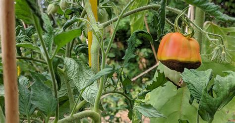 Photo de tomates atteintes du cul noir