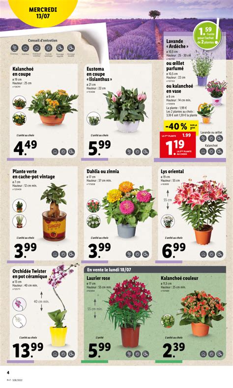 Plantes et fleurs chez Lidl