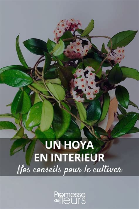 Conseils pour l'entretien des fleurs
