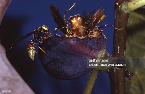 Guêpes sur un fruit abîmé