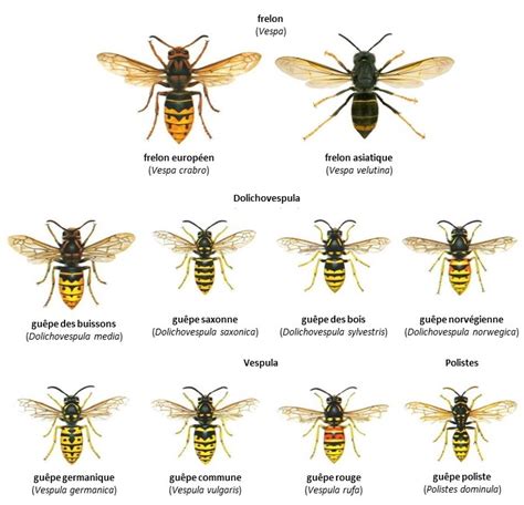 Comparaison abeille guêpe frelon
