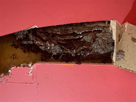 Nid de guêpes dans un mur