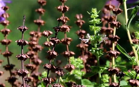 Gousses de basilic mûres et séchées prêtes à la récolte