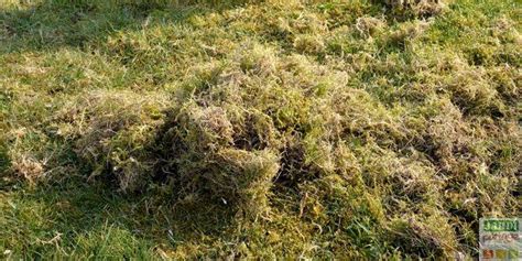 Schéma des causes de la mousse dans le gazon