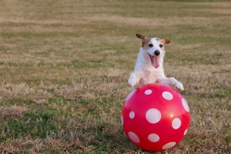 Photo d'un chien jouant sur une pelouse verte