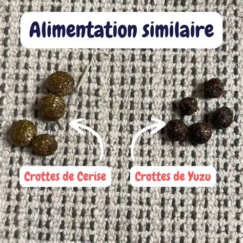 Comparaison de crottes de lapin avant et après une transition alimentaire vers un foin plus riche en fibres