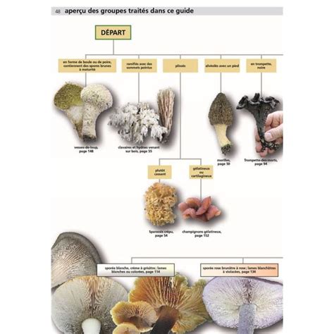 Tableau comparatif de champignons comestibles et toxiques