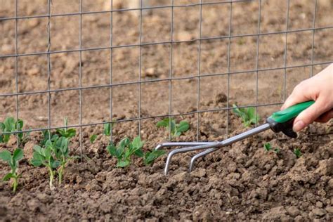 Grillage à poules utilisé comme tuteur pour pois mangetout