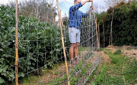 Tuteurage de pois mangetout sur une pergola