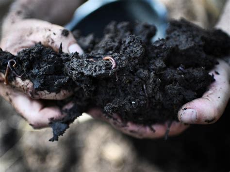 Gros plan sur un compost mûr, sombre et friable