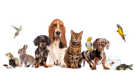 Diversité d'animaux de compagnie