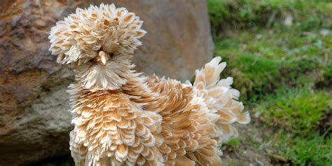 Illustration de diverses poules d'ornement