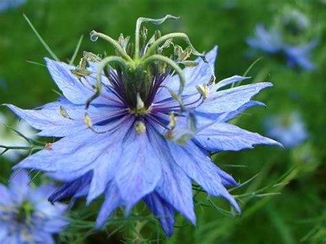 Nigelle de Damas en fleur avec des capsules de graines