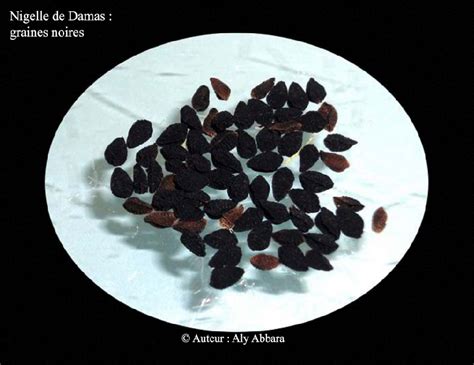 Capsules de graines de Nigelle de Damas séchées
