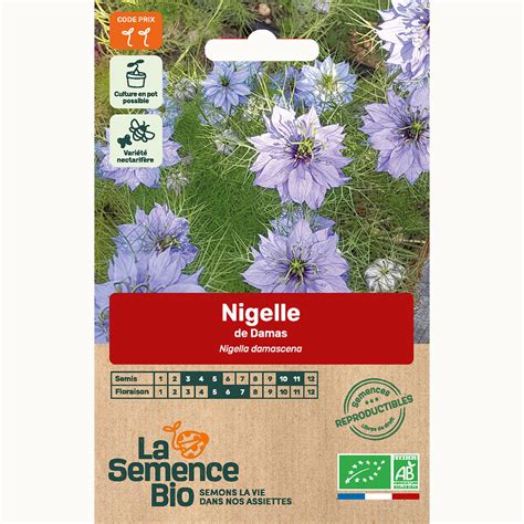 Semis de nigelle de Damas en godets