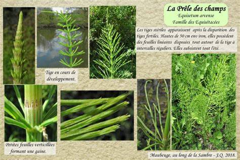 illustration de la prêle des champs avec ses tiges ramifiées