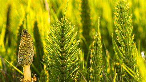 photo de prêle des champs dans un milieu naturel