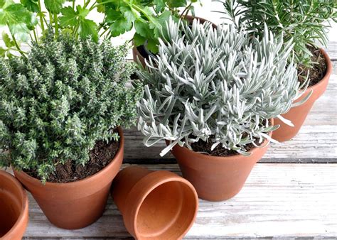 Variété de plantes aromatiques en intérieur