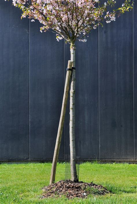 Jeune arbre tuteuré pour une croissance droite