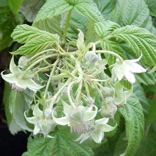 Arbuste de framboisier en fleur