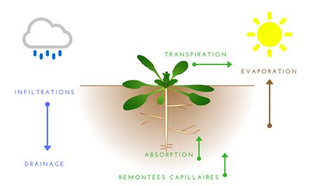 Diagramme simplifié du cycle de l'eau dans une plante, montrant l'absorption par les racines et la transpiration par les feuilles