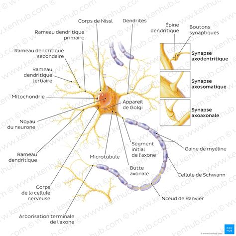 Schéma illustrant la structure d'un pied d'agave avec ses rejets périphériques et le système racinaire