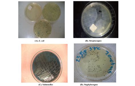 Diagramme des différentes morphologies de colonies bactériennes observées après incubation