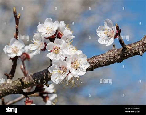 Abricotier Polonais en fleurs au printemps