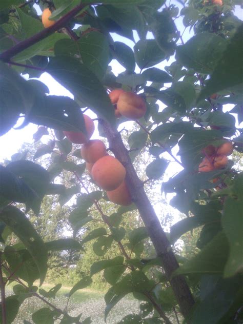 Abricots Polonais fraîchement récoltés