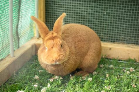 lapin explorant un jardin sécurisé
