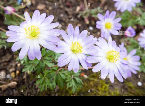 fleurs d'anémone dans un jardin
