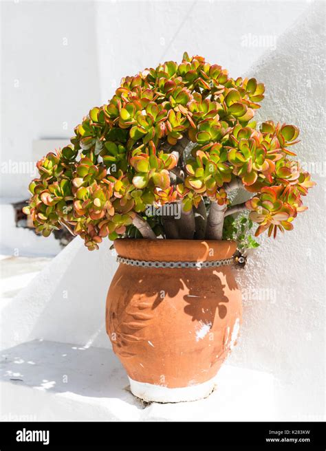 Crassula ovata dans un pot en terre cuite