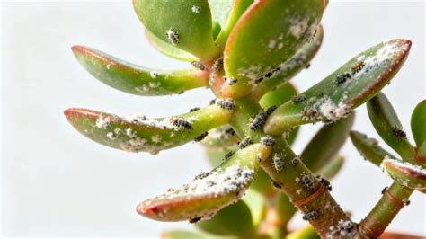 Photo macro d'une feuille de Crassula montrant des signes de cochenilles
