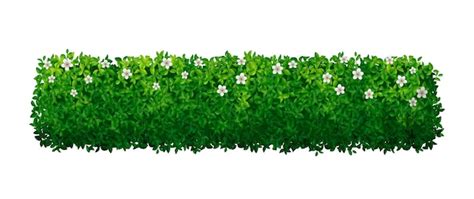Illustration d'une haie végétale dense en bordure de jardin