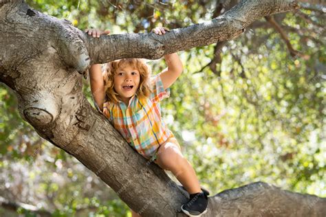 Enfant grimpant joyeusement dans un arbre robuste en pleine forêt