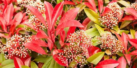Haie de Photinia en pleine floraison printanière