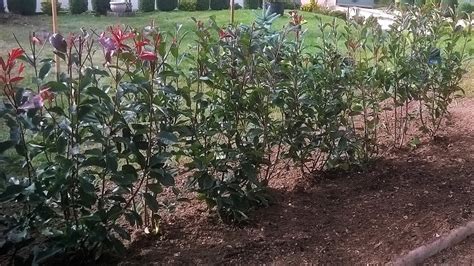 Schéma de plantation d'une haie de photinia