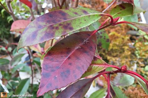 Taches sur les feuilles de Photinia : identification et traitement