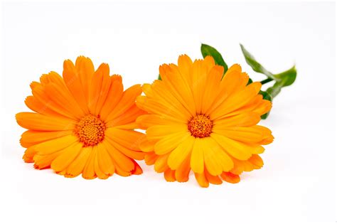 Fleur de souci