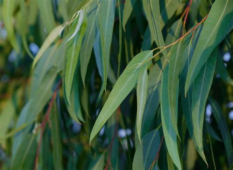 Arbre d'eucalyptus