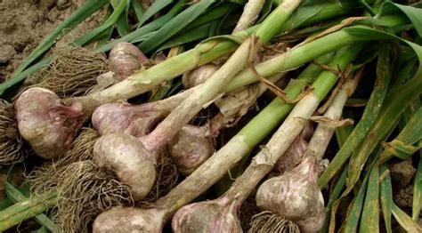 Ail en culture en pot sur un balcon