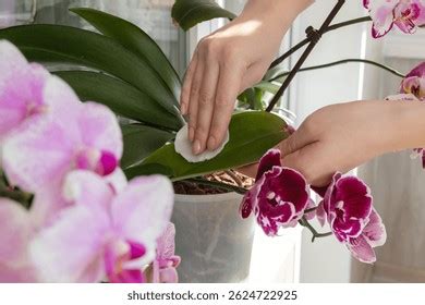 Gros plan sur des mains nettoyant une feuille de plante avec un chiffon doux