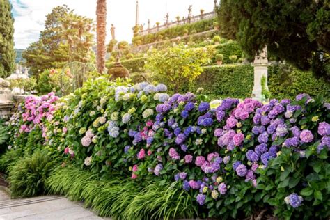 jardin fleuri avec des hortensias blancs et des touches de vert