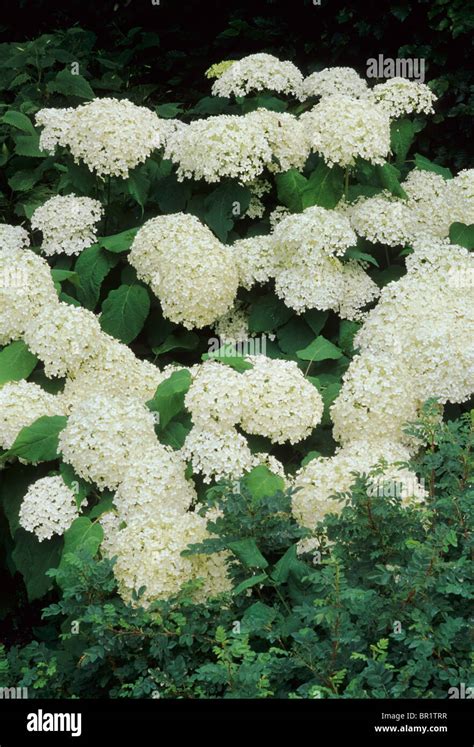gros plan sur une fleur d'hydrangea arborescens blanche