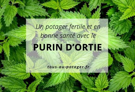 Illustration montrant une plante vigoureuse traitée au purin d'ortie avec une comparaison visuelle de feuilles saines