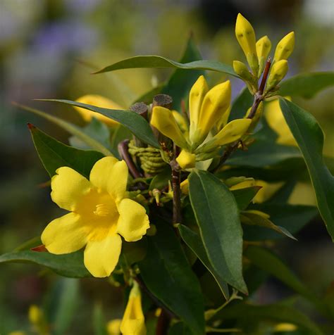 Fleurs jaunes en trompette du Gelsemium sempervirens