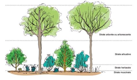 Schéma des différentes strates de végétation dans un jardin